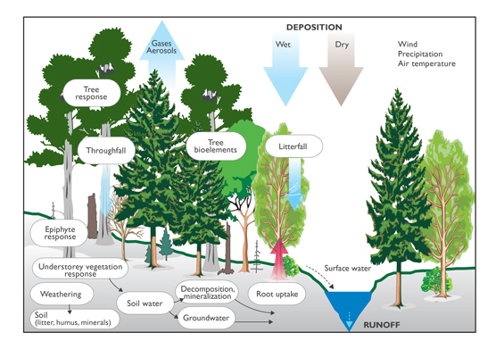 conceptual scheme of a small catchment ecosystem